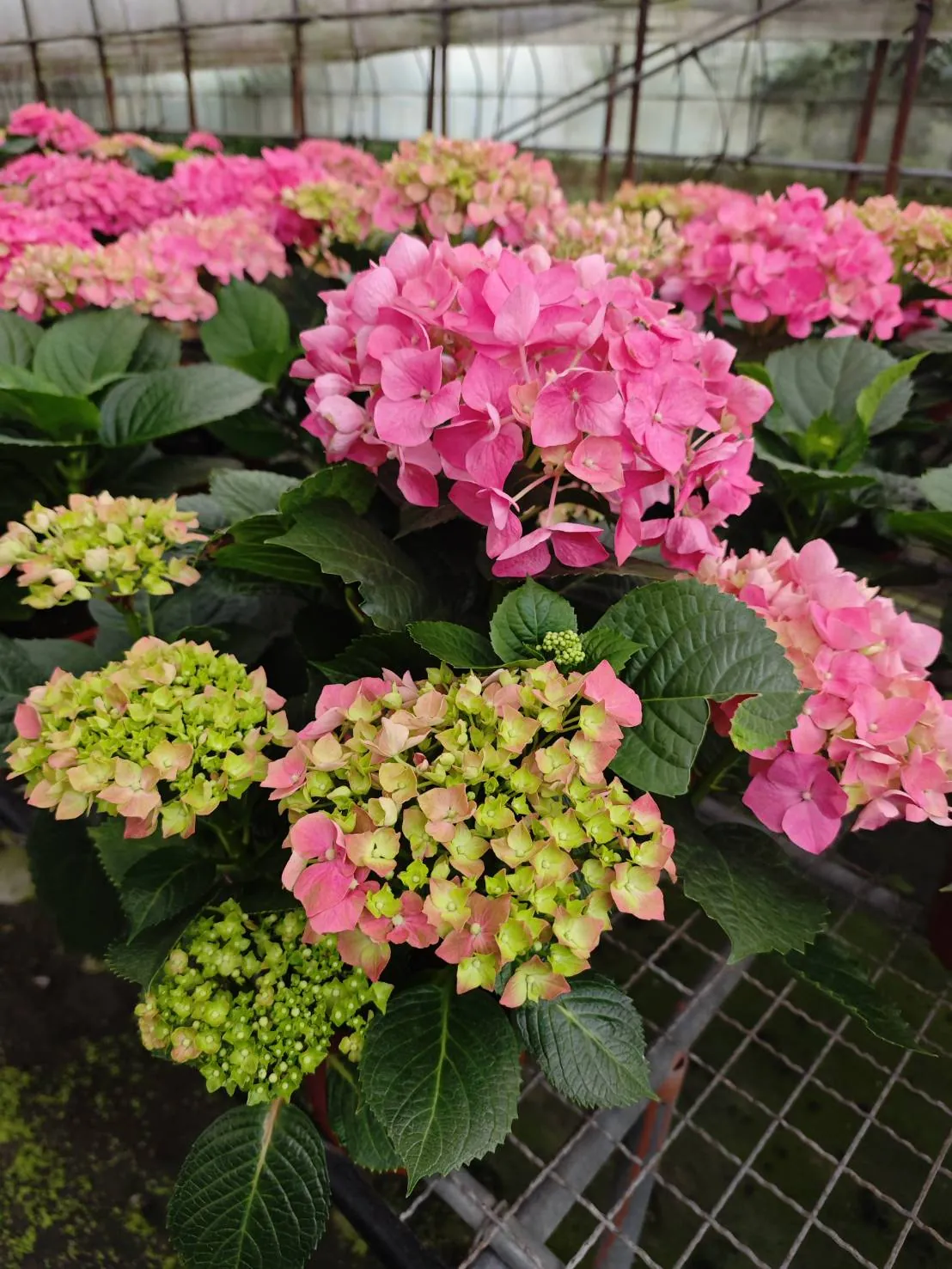 中華農園 照片 2